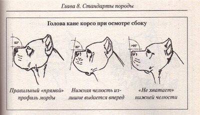 Кане корсо таблица роста