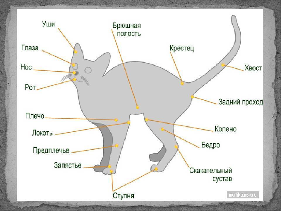Зачем кошке хвост, из чего он состоит и какие его функции