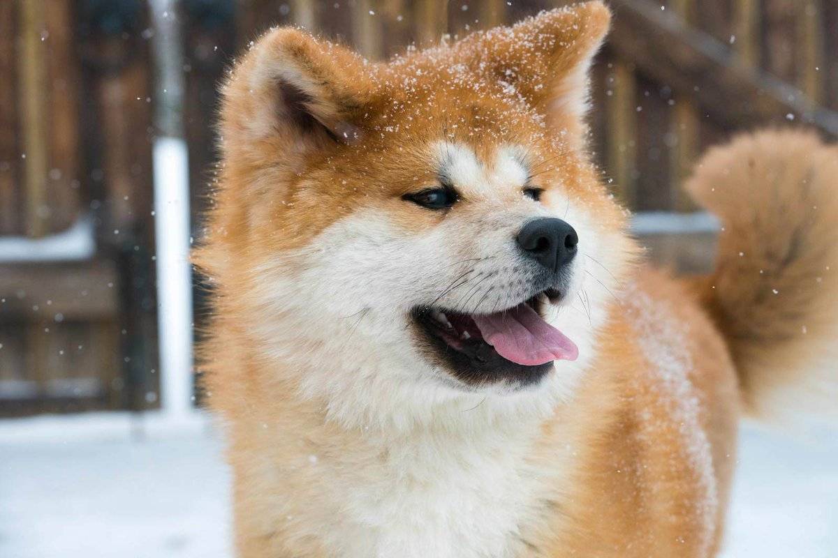Хатико — порода собаки акита-ину (фото): отличный компаньон и своенравный друг