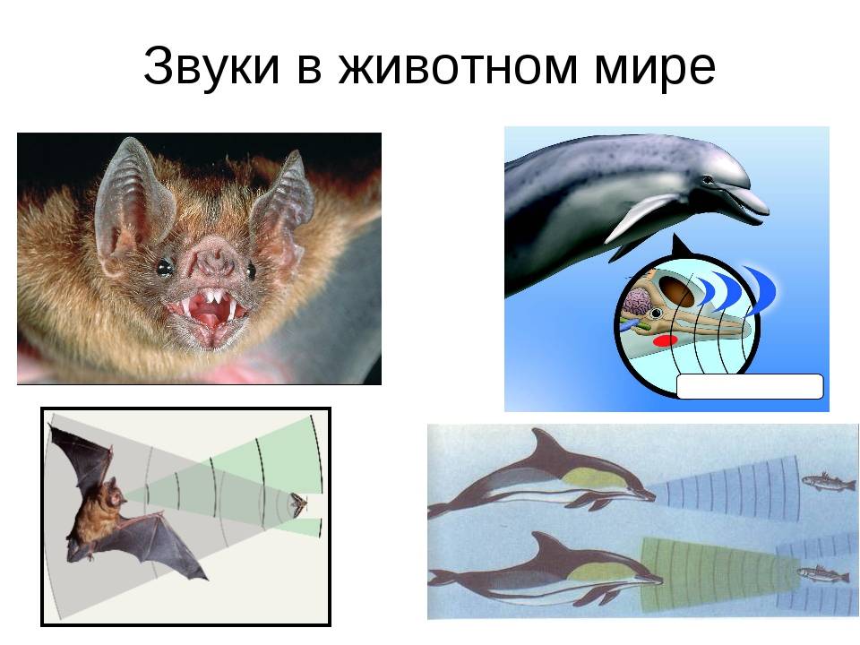 Лучшие отпугиватели собак: топ-10 рейтинг на 2022 год