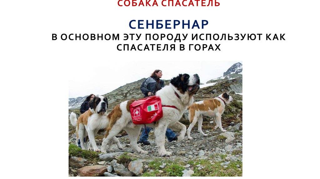 Порода собак спасателей в альпах — сайт эксперта по животным