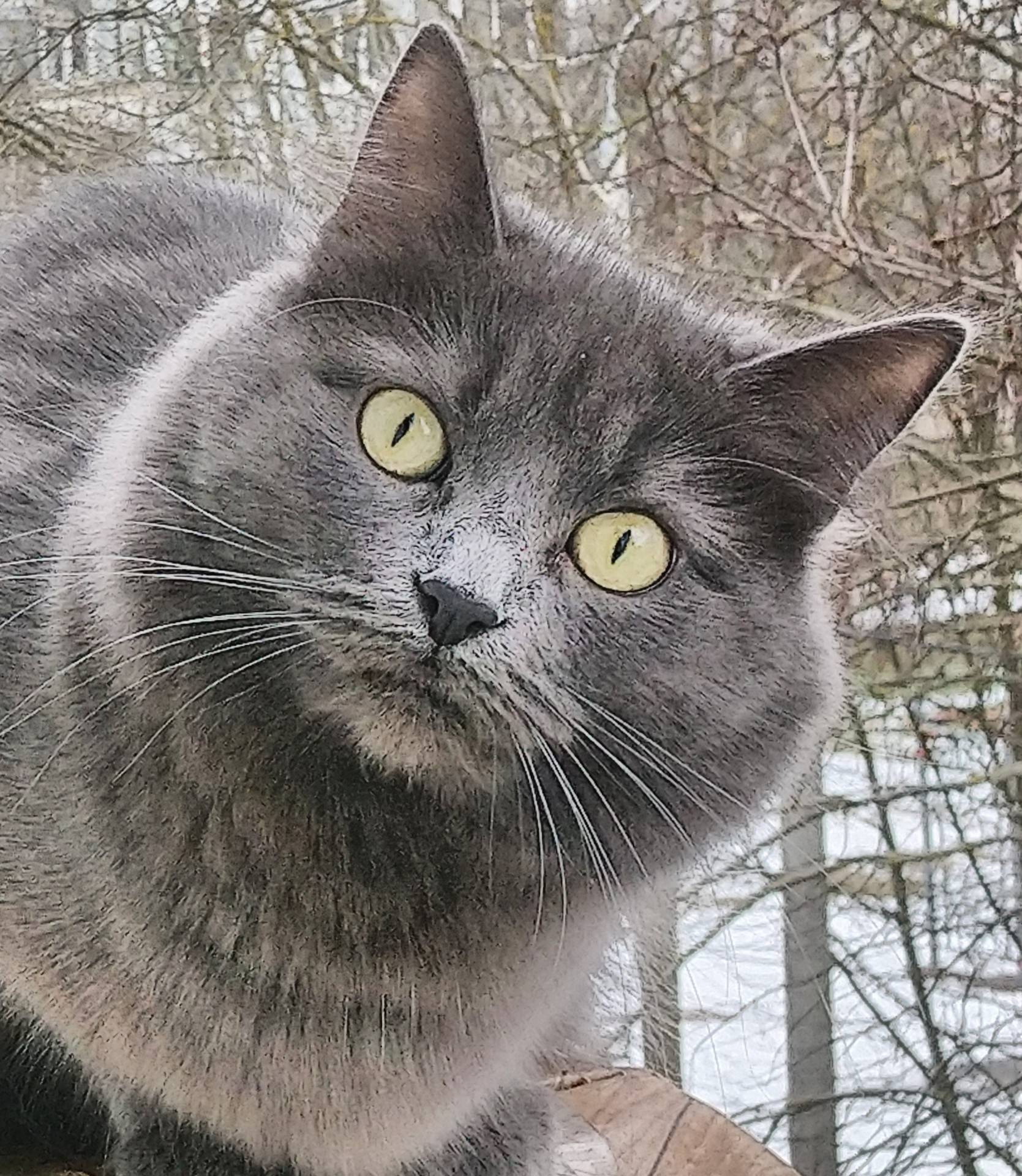 Подробный обзор котов с косыми глазами и описание их внешнего вида: разъясняем подробно