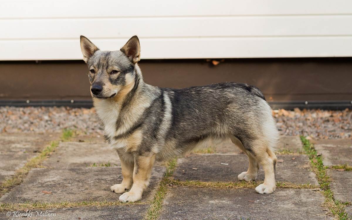 Шведский вальхунд - описание породы и характер собаки