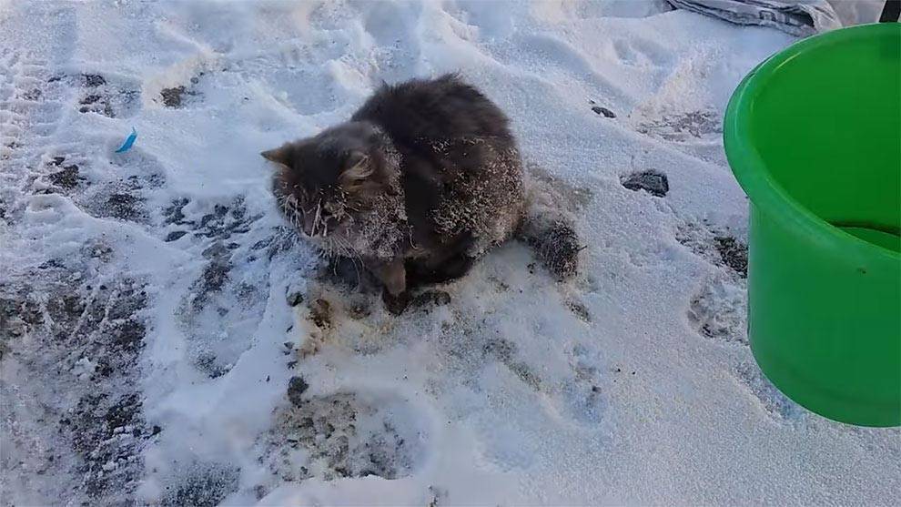 Красивые коты зимой. мерзнут ли кошки зимой? при какой температуре кошка может гулять на улице