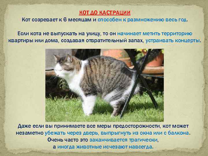 Кот после кастрации: поведение, реабилитация, уход, рекомендации - советы по реабилитации кастрированных котов