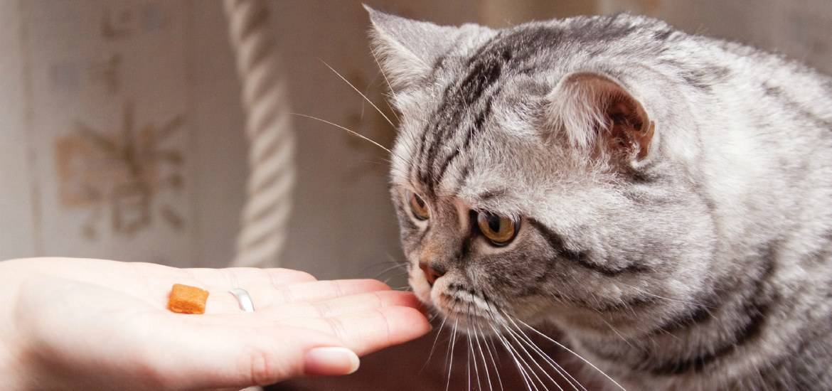 Как отучить кошку от корма и приучить к домашней еде: правила перевода животного на натуральную пищу
