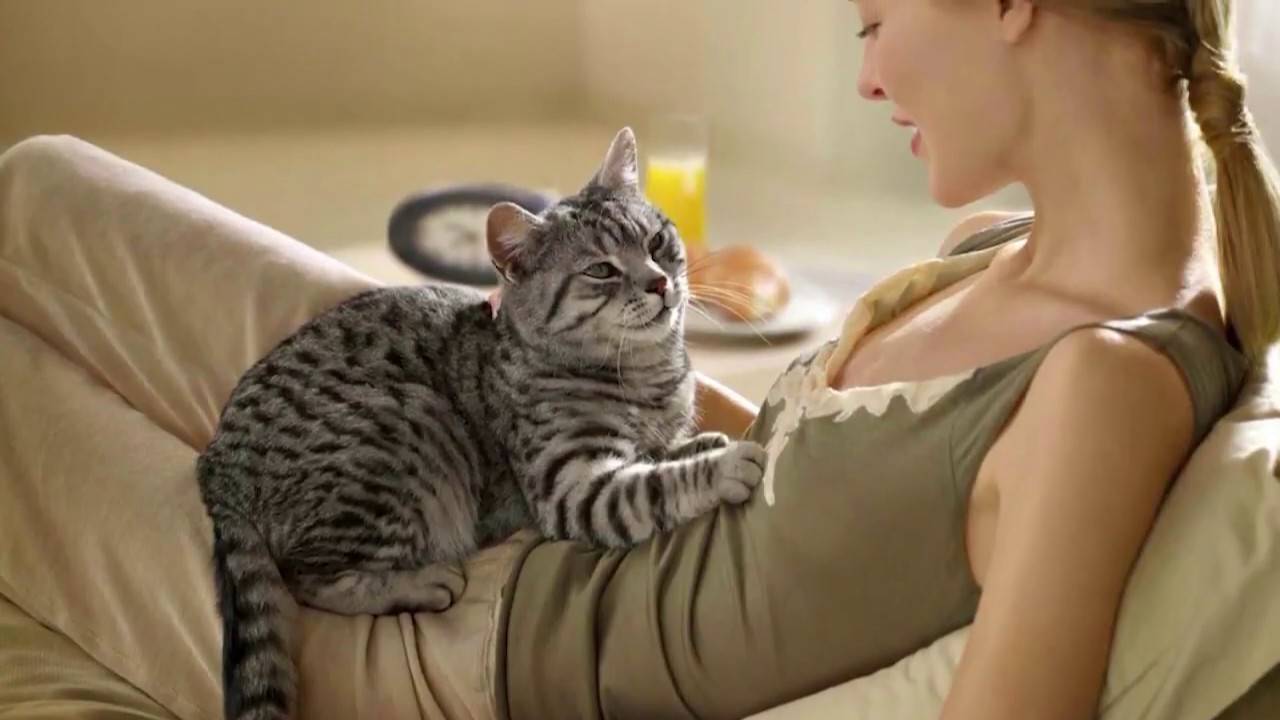 Почему кошки топчут нас лапками, и как себя вести человеку