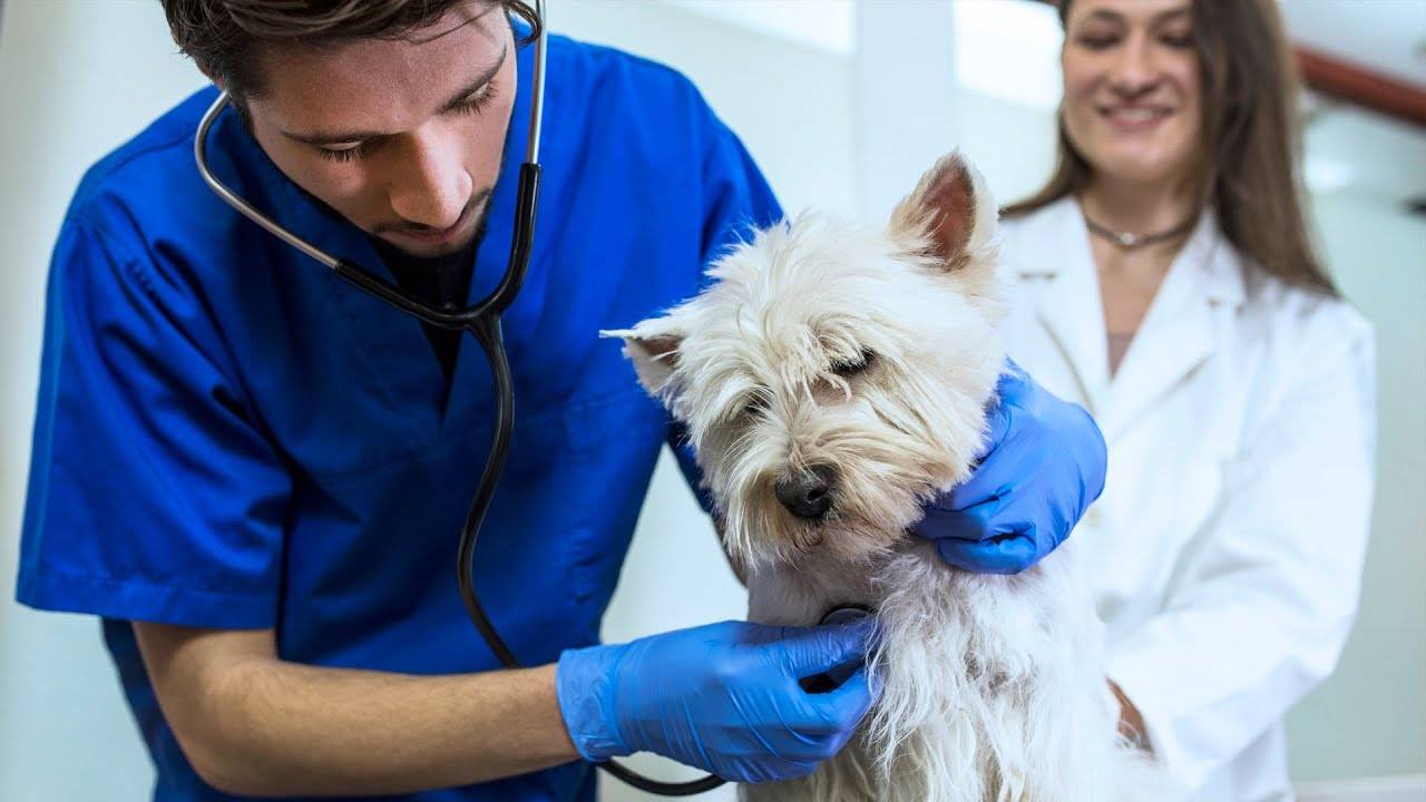 Аденовирус у собак: причины, симптомы, лечение и профилактика