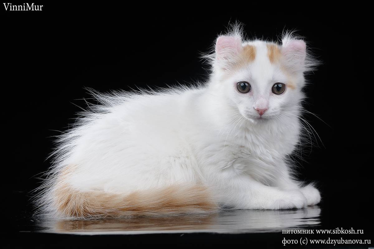 Американский керл: описание породы кошек, характер, цена, уход  - mimer.ru