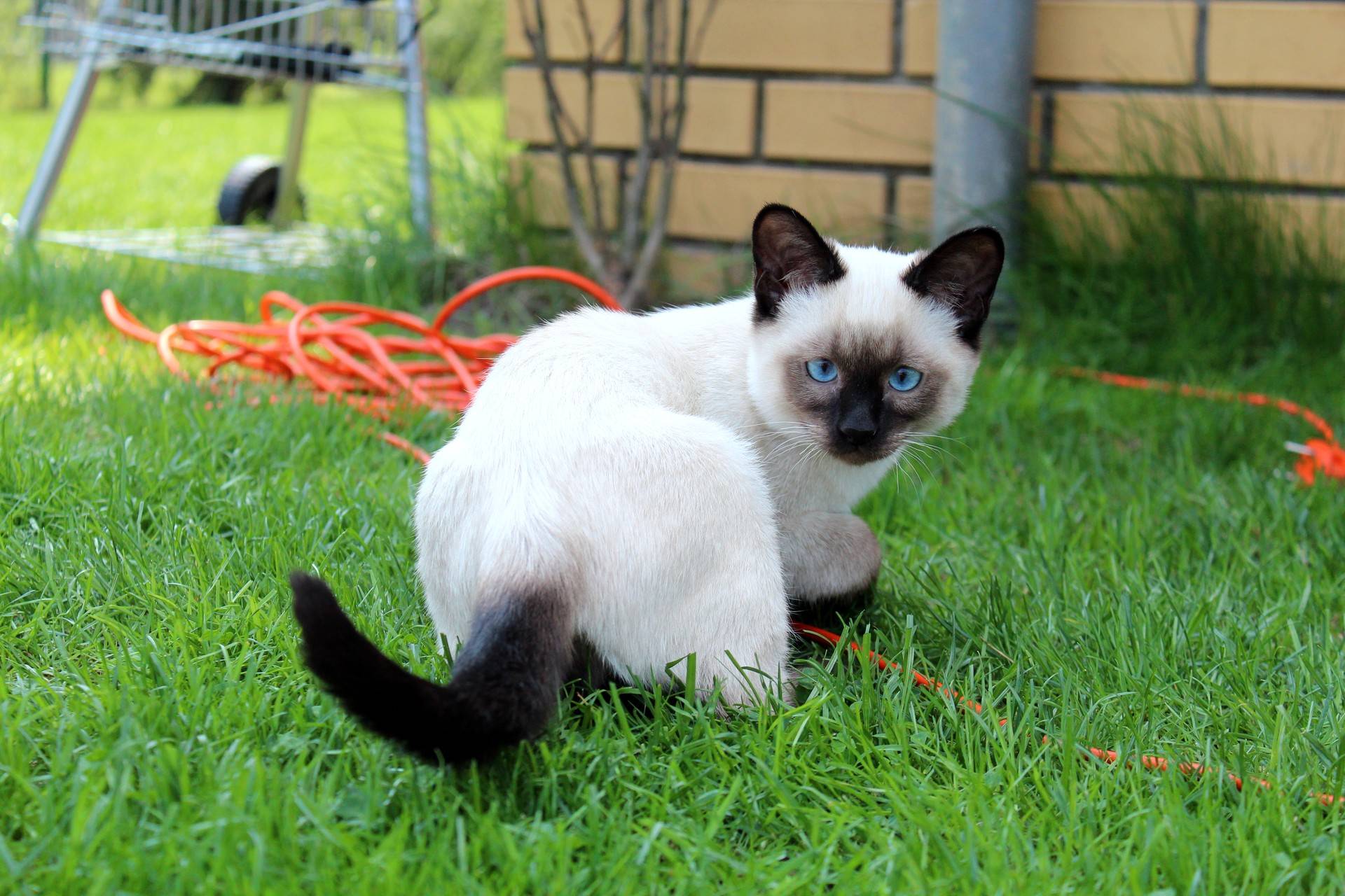 Тайская кошка: описание породы и характера, особенности ухода, цена, фото