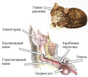 Ветеринария удаление опухоли из уха у кошки. наш опыт лечения опухолей церуминальных желез у кошек