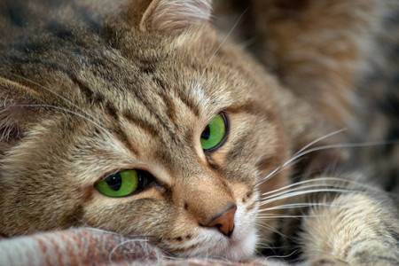 Подкожный клещ у кошек: причины, симптомы и особенности лечения