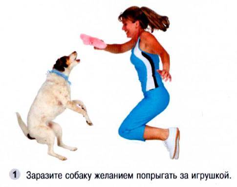 ᐉ как отучить собаку напрыгивать на вас - ➡ motildazoo.ru