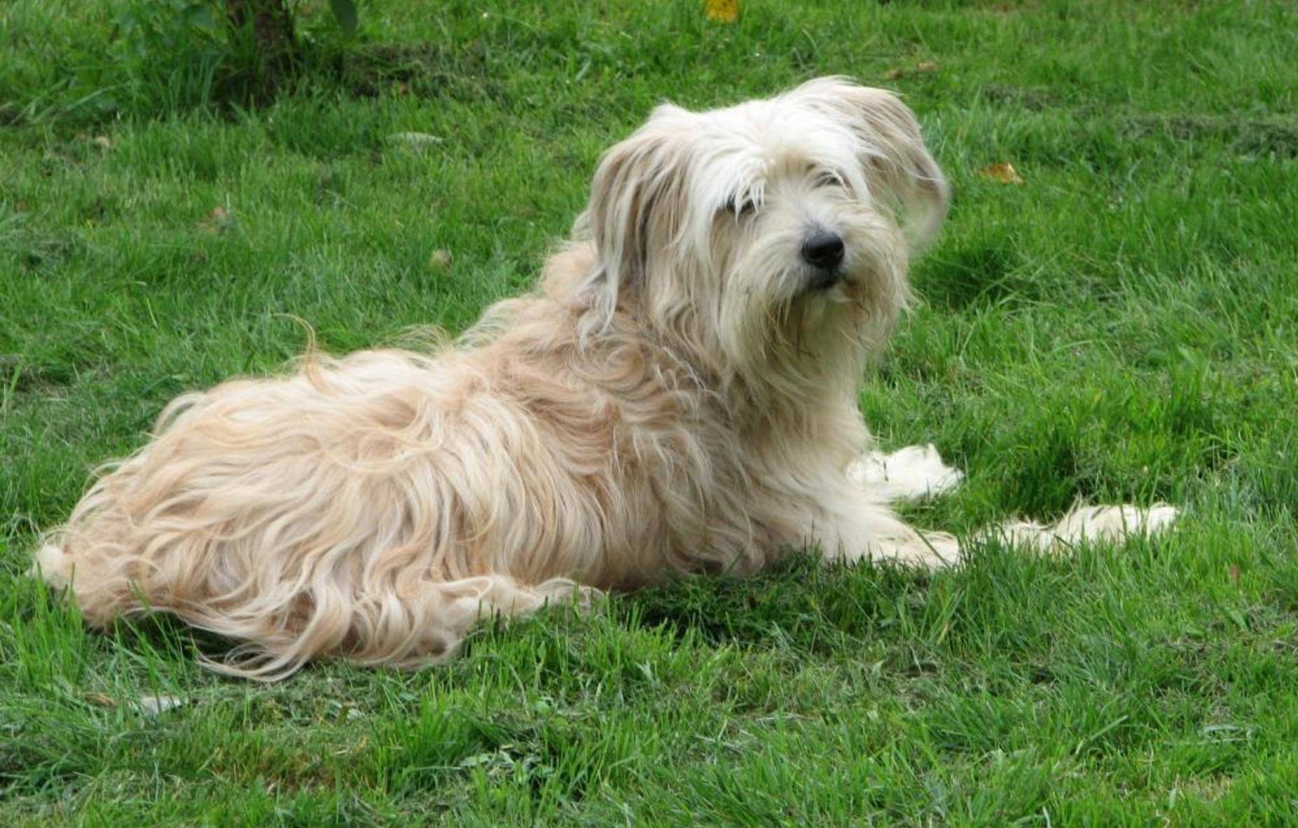 Длинношерстные собаки: список крупных, средних и мелких пород собак с длинной шерстью