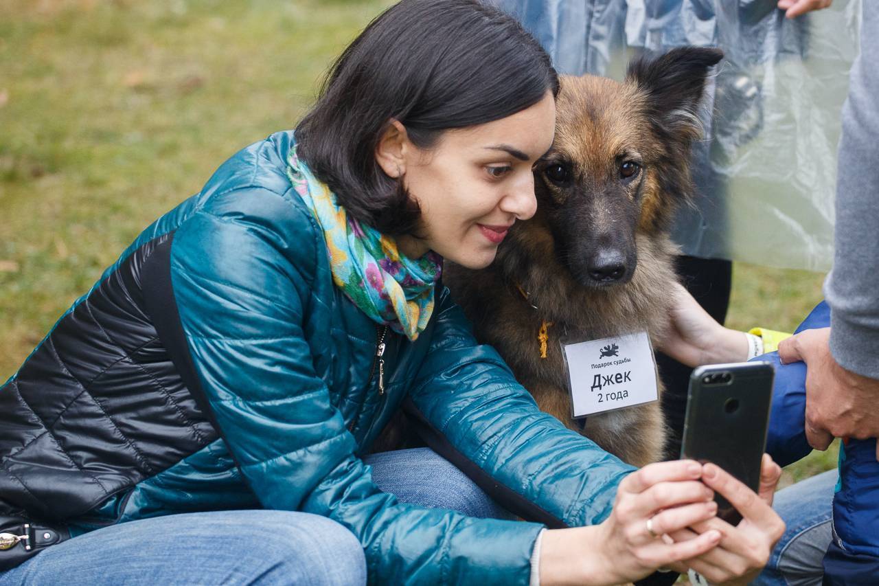 17 сентября 2022 в г.щербинка выставка "хочу домой": собаки и кошки из приютов москвы и мо "приют щербинка", "алабай 911", "счастливый друг"