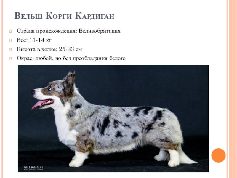 Вельш корги кардиган — фото, описание породы собак, характер