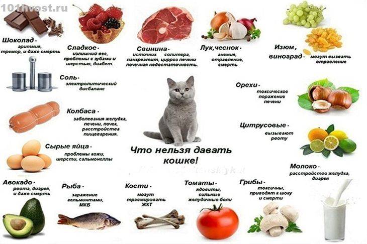 Можно ли кормить кошку рыбой? - коточек