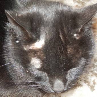 У кота на ухе выпала шерсть — у кошки лысеют уши, что это?
