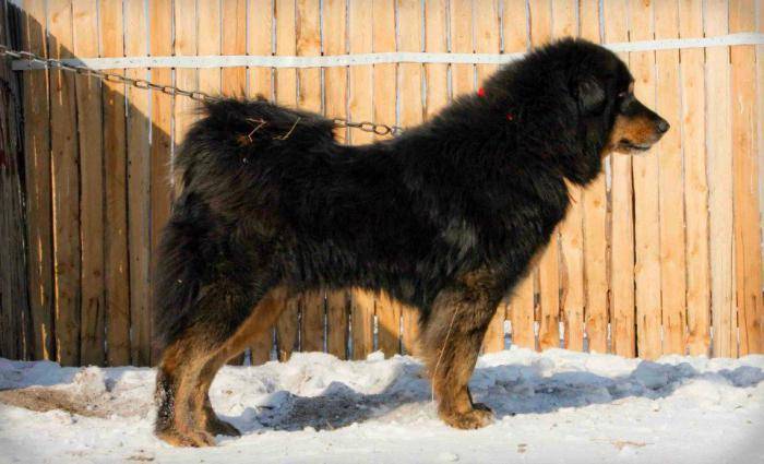 ᐉ монгольская овчарка (банхар): описание и характеристика породы, содержание и уход - kcc-zoo.ru