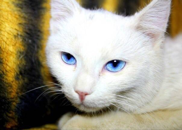 Все о белых котах альбиносах животных с генетическим сбоем