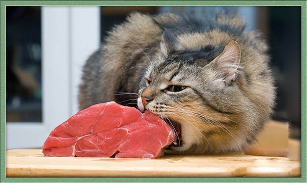 Чем и как кормить кошку натуральной едой в домашних условиях