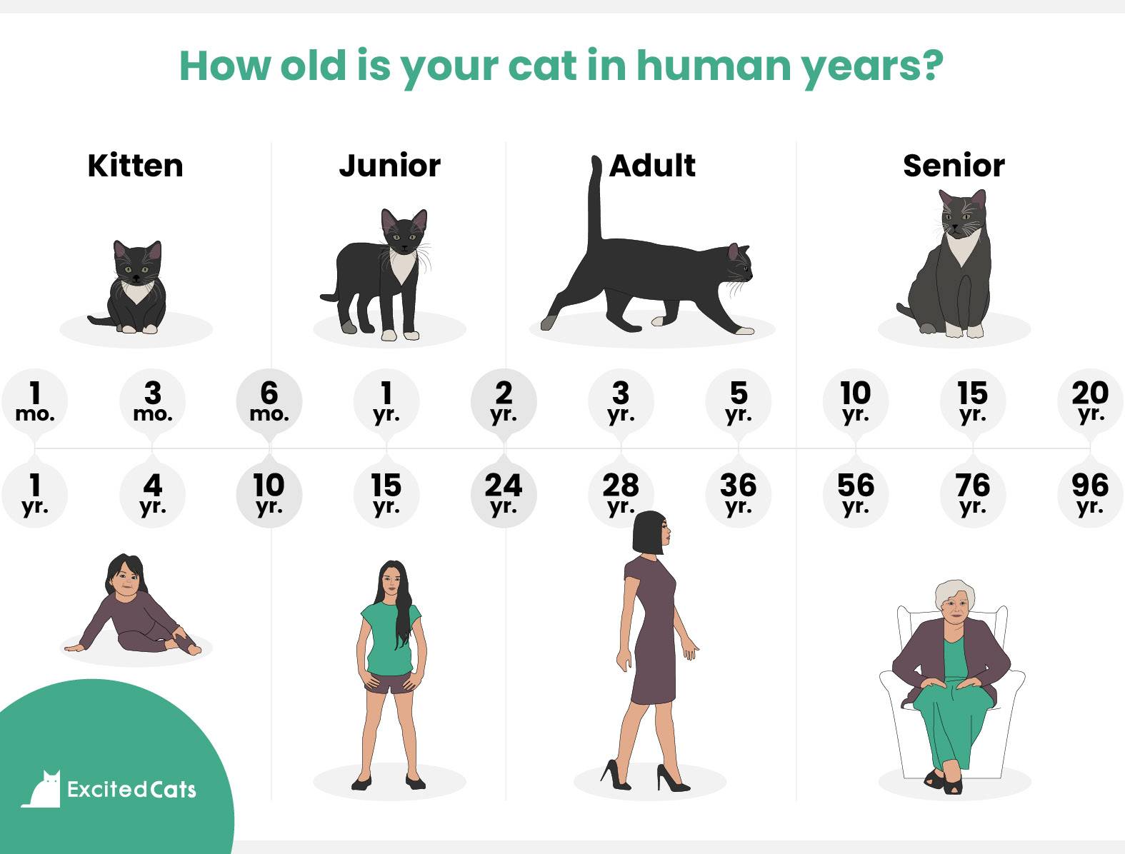 Кот возраст 1 год. Таблица возраста кошек. Кошачий Возраст. Сколько лет коту по человеческим меркам. Возрастная таблица котов и человека.
