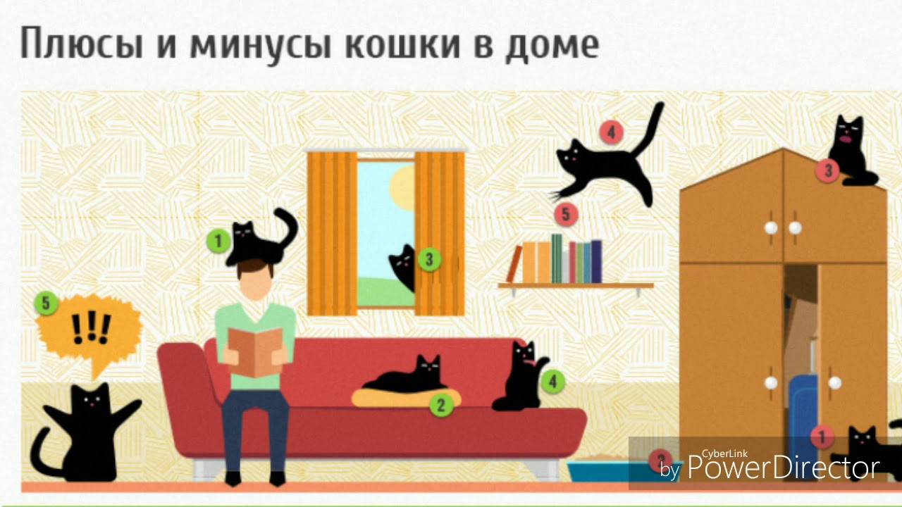Стоит ли заводить кота в квартире
стоит ли заводить кота в квартире