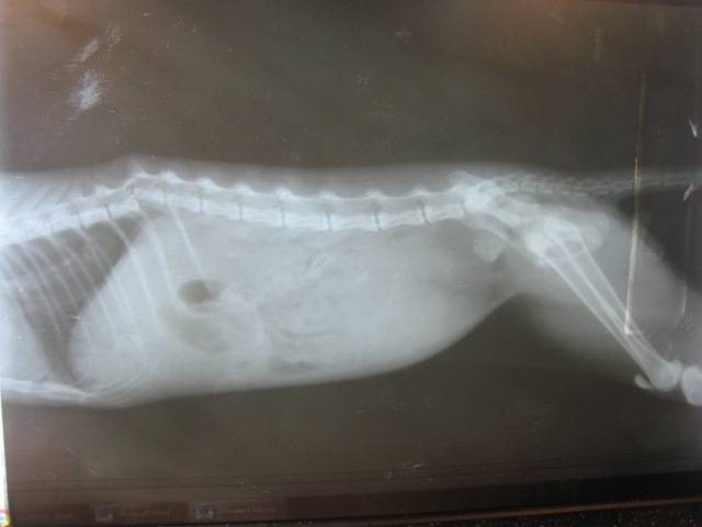 У кошки сломан хвост - что делать с переломами