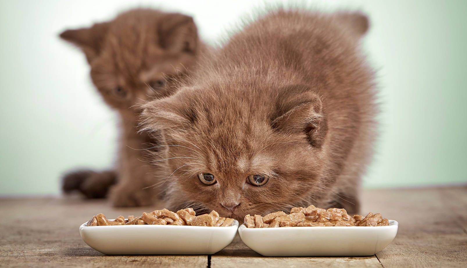 Чем можно и нельзя кормить котёнка в 1 месяц