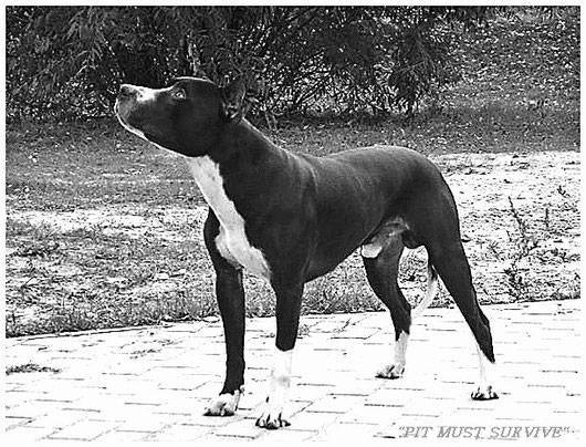 Питбуль – бойцовская собака убийца: разновидности, описание и стандарт породы, характер, воспитание, отзывы владельцев. для каких целей служит порода собак питбультерьер? как можно назвать питбуля дев