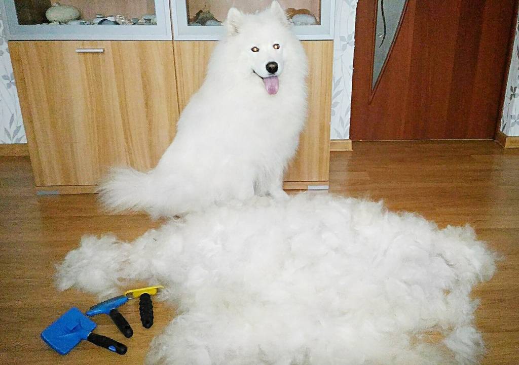 Как сократить избыточную линьку у собак: 8 шагов