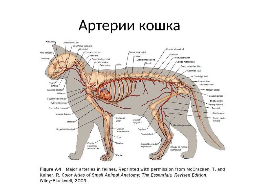 Анатомия внутренних органов собаки: описание, определение, структура, вид, выполняемые функции, значение и строение