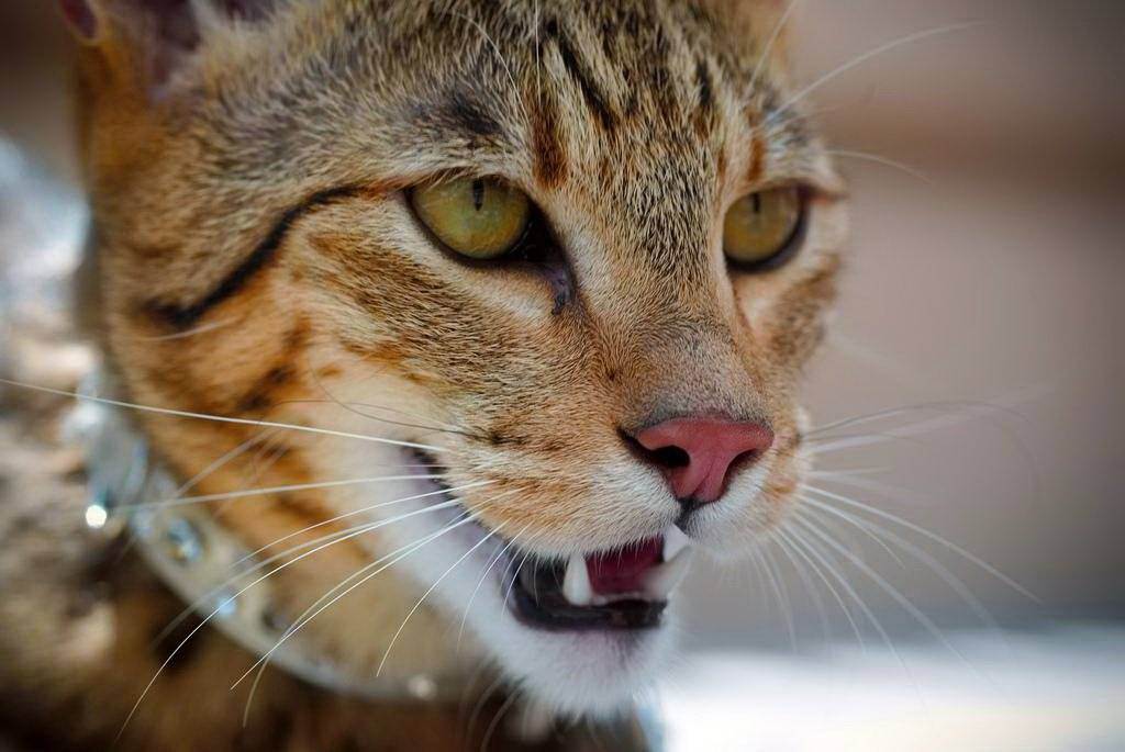 Ашера: самая дорогая порода кошек