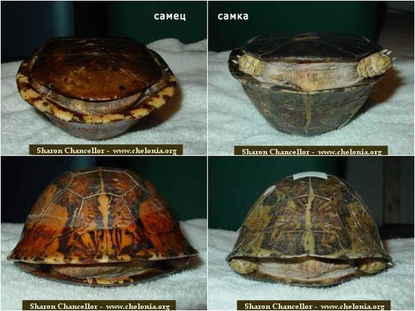 Как определить пол красноухой черепахи: как отличить самку от самца по внешним данным, поведению?
