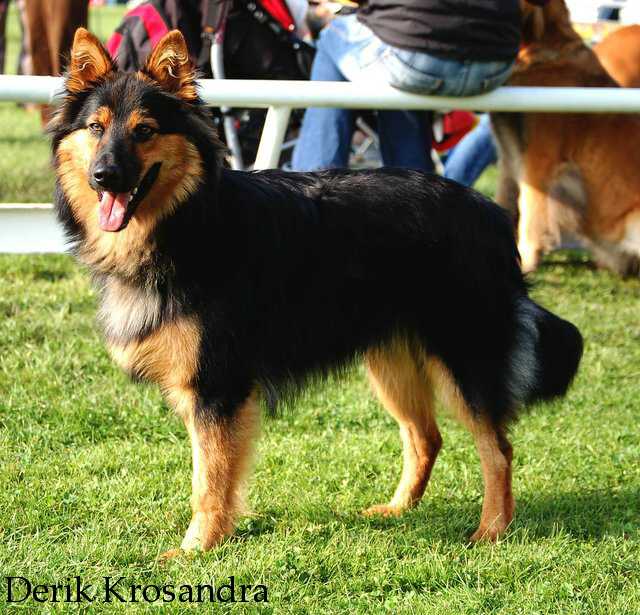 Чешская пастушья собака — описание породы, уход, характер (с фото)
