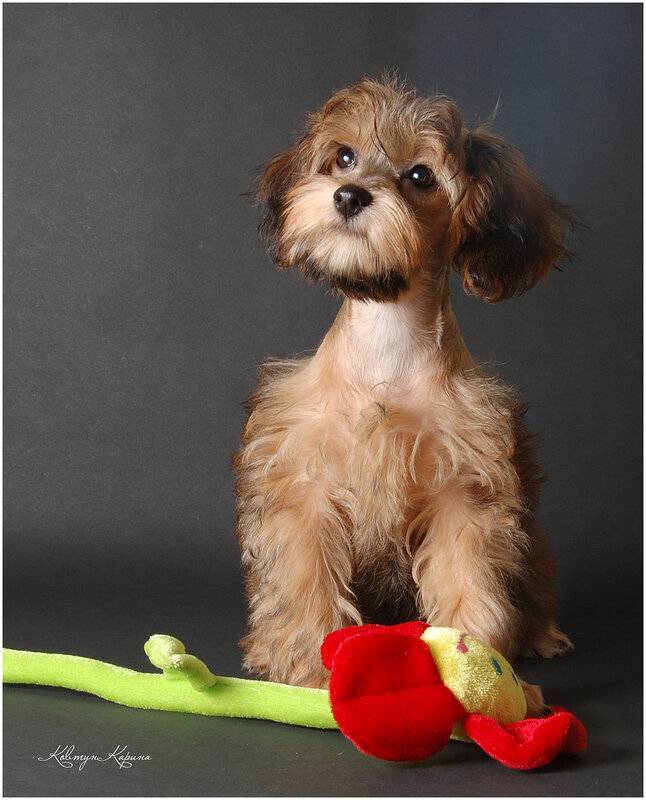 Петербургская орхидея - порода собак: фото, описание, интересные факты