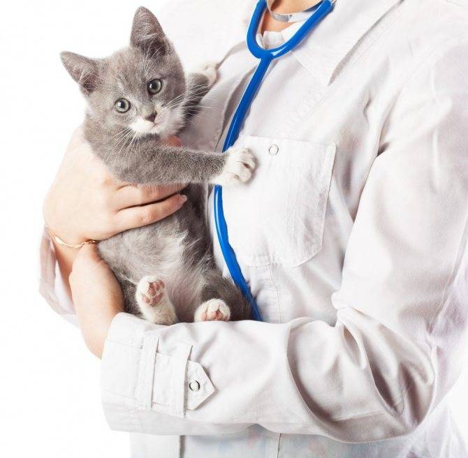 Как лечить гемобартенелез у кошек?