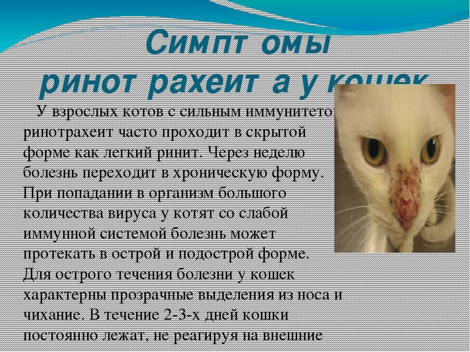 Кальцивирусная инфекция у кошки | сеть ветеринарных клиник «ветус»