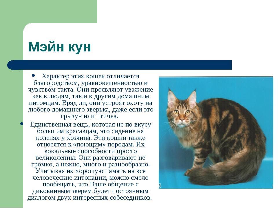 История происхождения породы мейн-кун, как и откуда появилась порода кошек мейн-кун