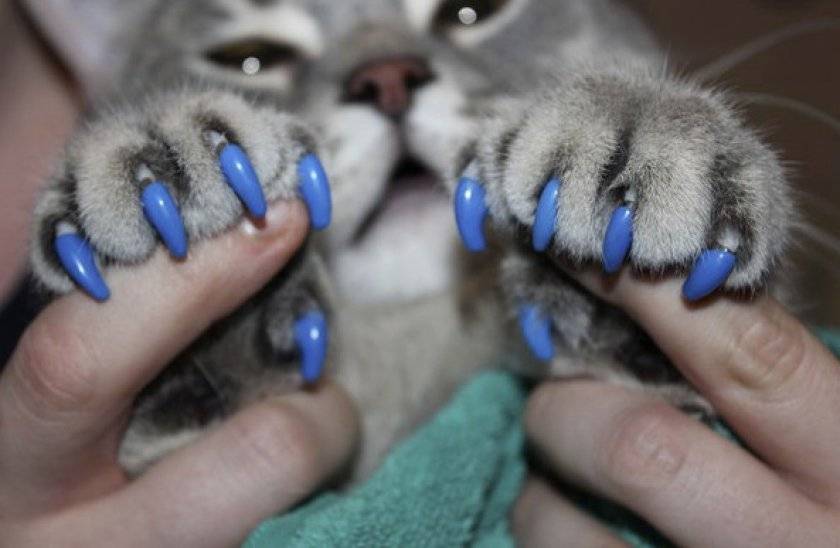 Антицарапки для кошек: отзывы, фото, как надеть :: syl.ru