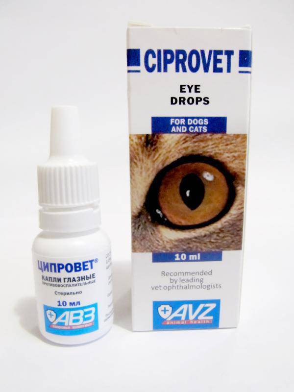 Капли для глаз для кошек - обзор офтальмологических препаратов