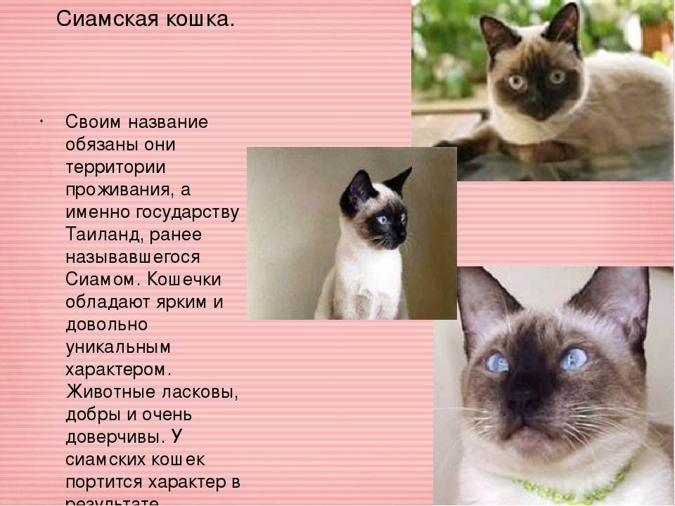 Охос азулес - описание породы и характер кошки