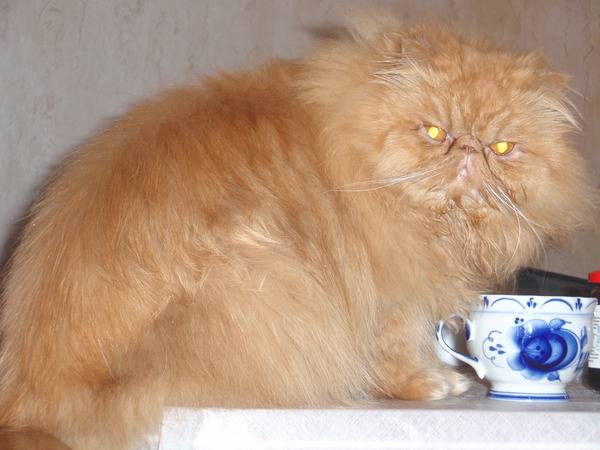 Сколько живут персидские. Персидский кот. Грустный перс. Персидская кошка Старая. Грустный персидский кот.