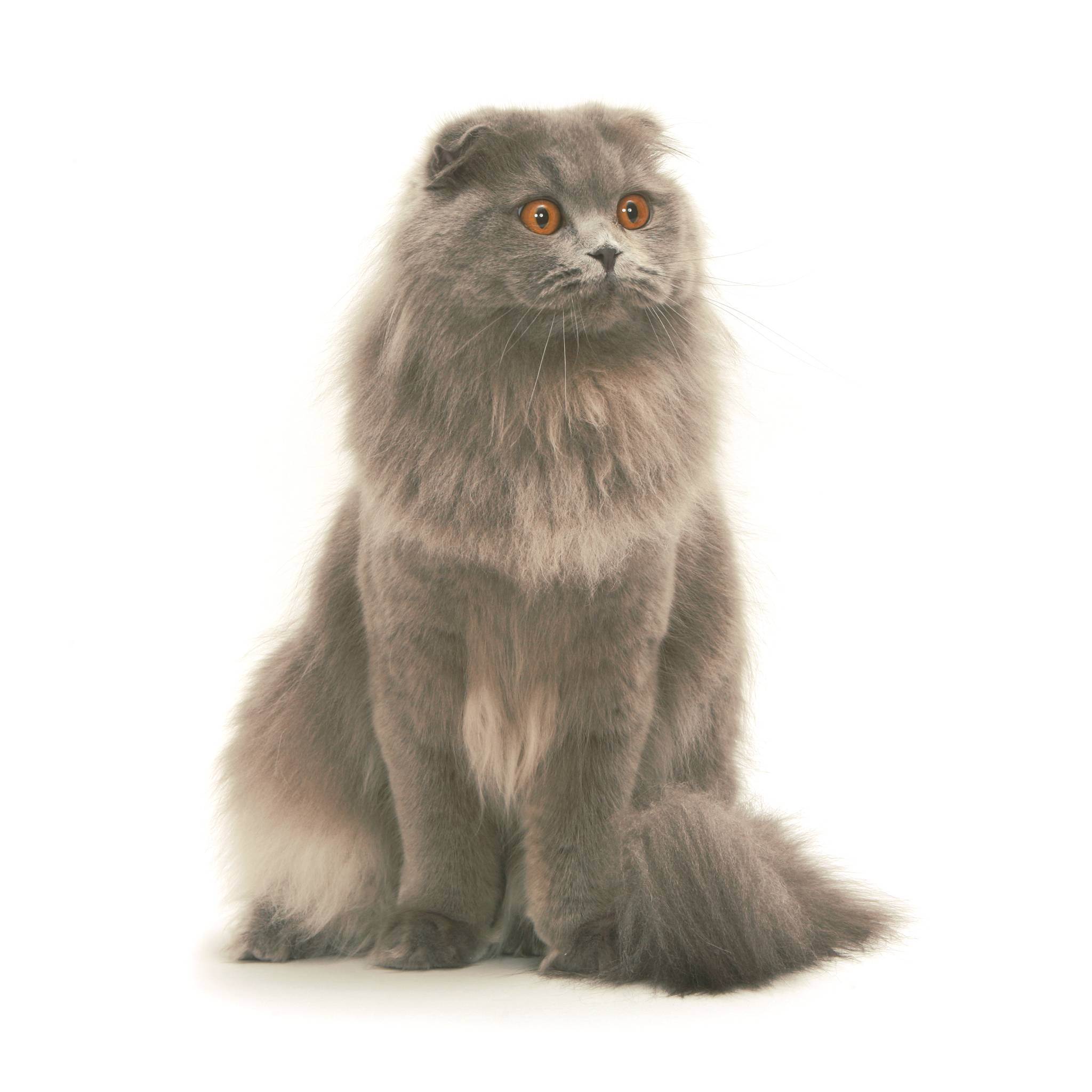 Хайленд-фолд - шотландская вислоухая кошка: описание, характер, уход за хайленд-фолдом