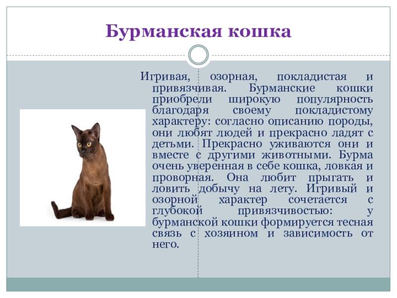 Бурманская кошка: фото, характер, здоровье, уход за породой
