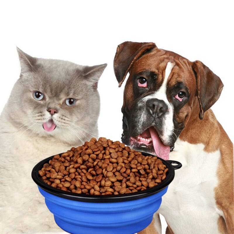 Можно ли давать кошке собачий корм – сухой или влажный, что будет, если кормить им кота?