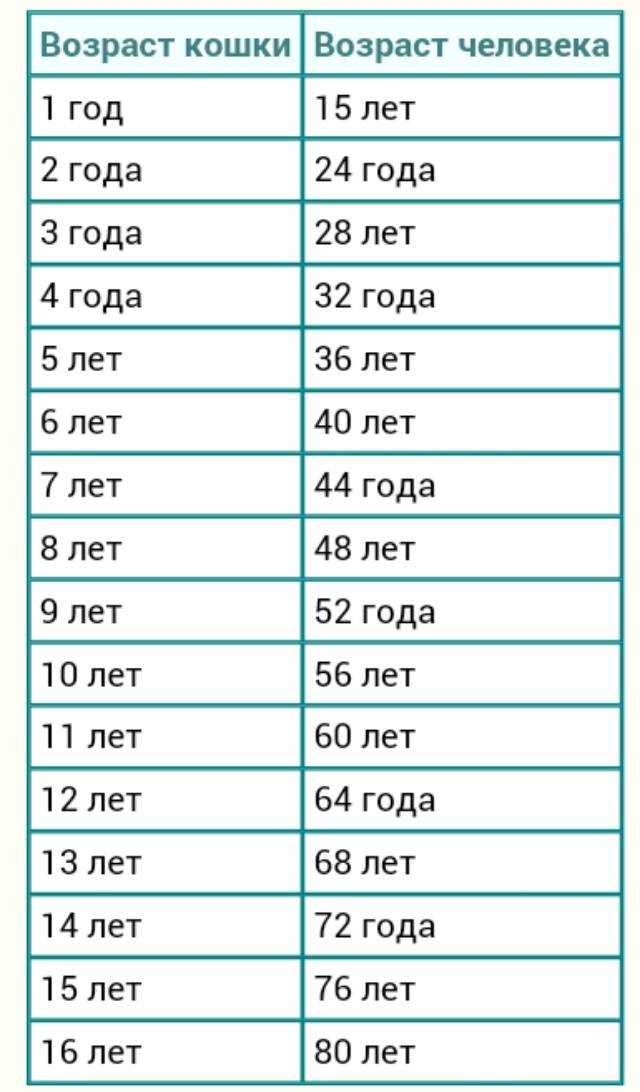 До какого возраста котенок считается котенком