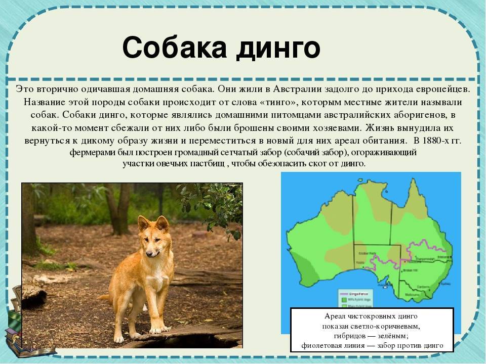 Австралийский динго.  мир животных