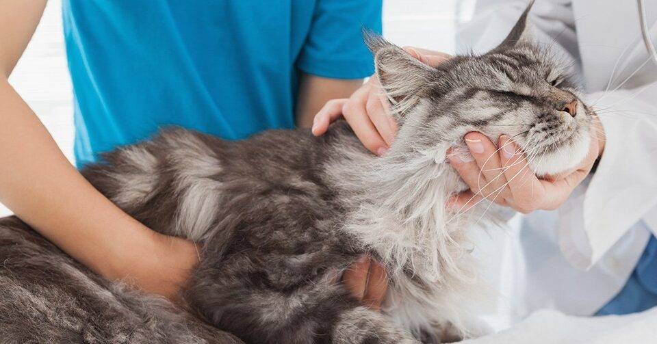 Инсульт у кошки: первые признаки, лечение, последствия
