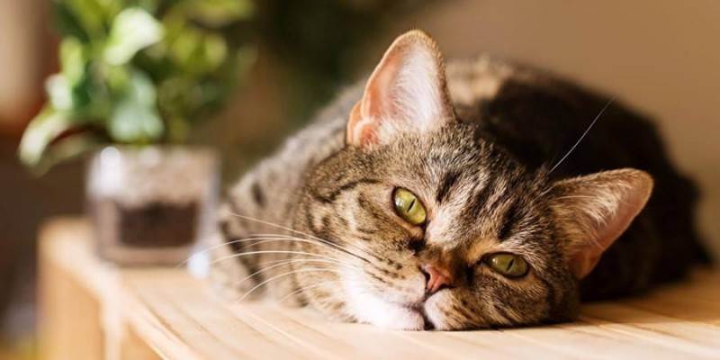Что это значит если у кота сухой нос и вялость: горячий сухой нос это хорошо или плохо?